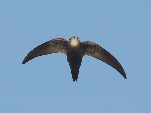 Vaaleakiitäjä, Pallid Swift, Apus pallidus